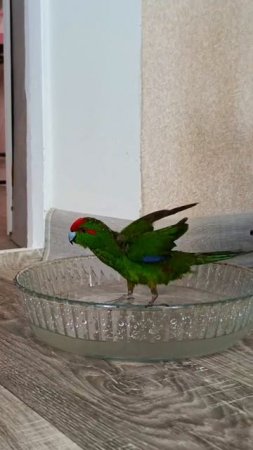 любимчик Киви