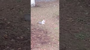 VID_20250119_091136.3gp