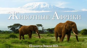 Животные Африки HD - Живописный фильм-релаксация с успокаивающей Музыкой
