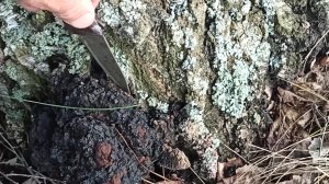 Чем завершилась моя поездка за чагой