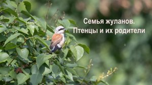 Семья жуланов. Родители кормят птенцов