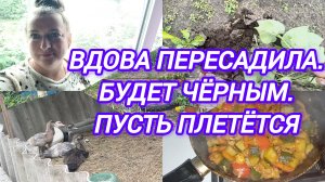 ВДОВА ПЕРЕСАДИЛА. БУДЕТ ЧЁРНЫМ. ПУСТЬ ПЛЕТЁТСЯ