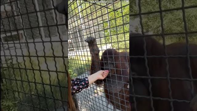 Доктор Василий осматривает Дану
