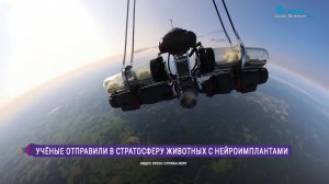 Учёные отправили в стратосферу животных с нейроимплантами
