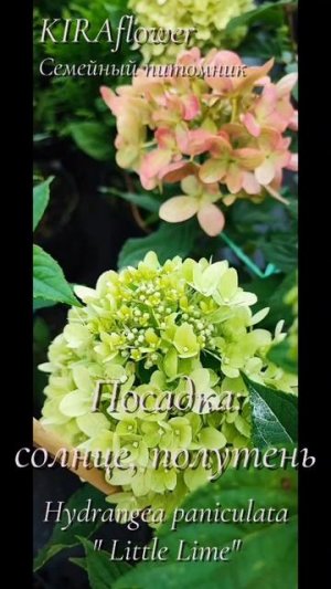 Гортензия Литл Лайм
