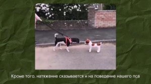 Пример урока из курса "Чем заняться с собакой на улице?" (1)