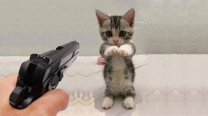 Приколы с котами! Смешные коты - Самые смешные животные С ОЗВУЧКОЙ! Ржака!!