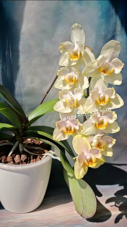 Phal. Golden Jaguar бантик 🐆 Домашнее цветение нежной орхидеи Голден Ягуар 🌼
