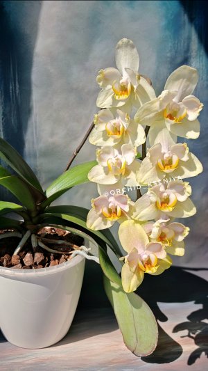 Phal. Golden Jaguar бантик 🐆 Домашнее цветение нежной орхидеи Голден Ягуар 🌼