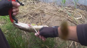 Щука в июне. Спиннинг, берег, Грицево