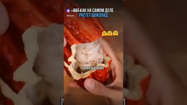 Как на самом деле выглядит какао.