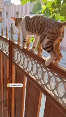 В миллимере от звона бубенцов😄