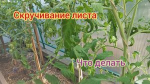СКРУЧИВАНИЕ ЛИСТА ТОМАТА/ЧТО ДЕЛАТЬ...