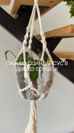 🌿 Укоренила ростки сциндапсуса!