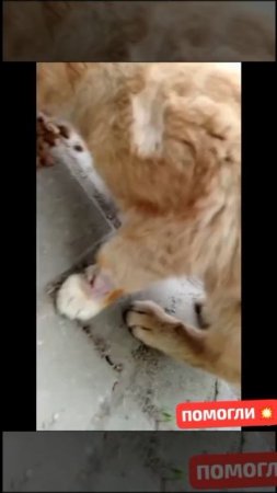 Брошенные на улицах нашли шанс на жизнь в Приюте .Остались живы и стали счастливы.