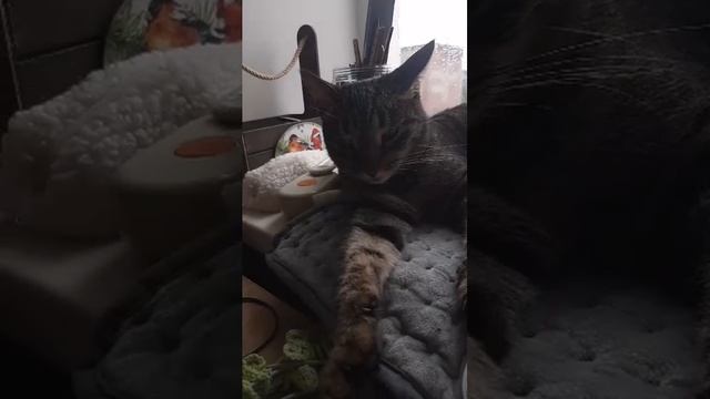 Чипуся котик