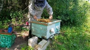 Первые ловушки. Первые рои 🐝