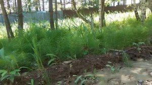 Теплый летний день в зеленом пригороде