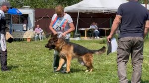 2 Отл. СС Зависть Богов ИМПЕРАТОР +++ №21. КЧК БРОННИЦЫ 24 мая`25 Моно немецких овчарок