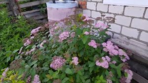 Первый урожай огурцов и клубники