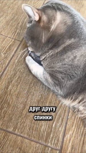 #терлисвинки #котики #животные #животныеyappy