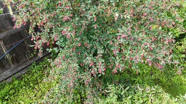 Продаётся уютный дом в городе Касли Челябинская область смотреть онлайн