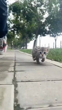 Хищник на утренней пробежке 😍
