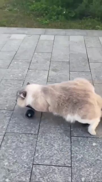 Кот и скеит