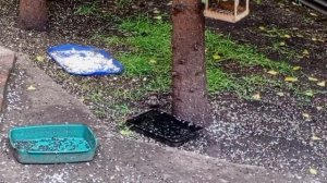 всякие проблемы у зверей