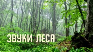 Звуки природы / Пение птиц в глубоком, туманном лесу / Баланс и гармония
