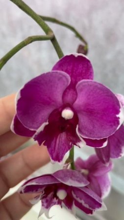 Орхидея Черный Мишка ( Phal. Black Bear)