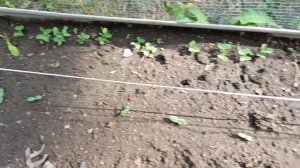Готовлю ужин на огороде. 1.07.2025.