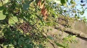 Онуфриево. Очень вкусно.