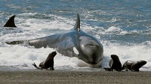 Гении моря: как Косатки и Дельфины охотятся с хитростью