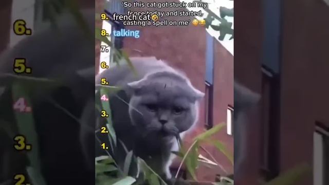 Речь котов)))