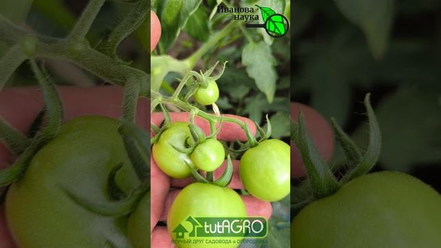КИСТИ ТОМАТОВ ЛОМЯТСЯ ОТ УРОЖАЯ! Что делать?