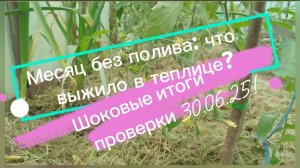 Месяц без полива: что выжило в теплице? Шоковые итоги проверки 30.06.25!