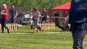 ЩЕНКИ СУКИ / КЧК БРОННИЦЫ 24 мая`25 F.Bogoeski, О.Васильев Моно немецких овчарок