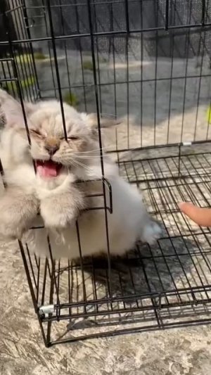 Выпустите меня, изверги! 😿