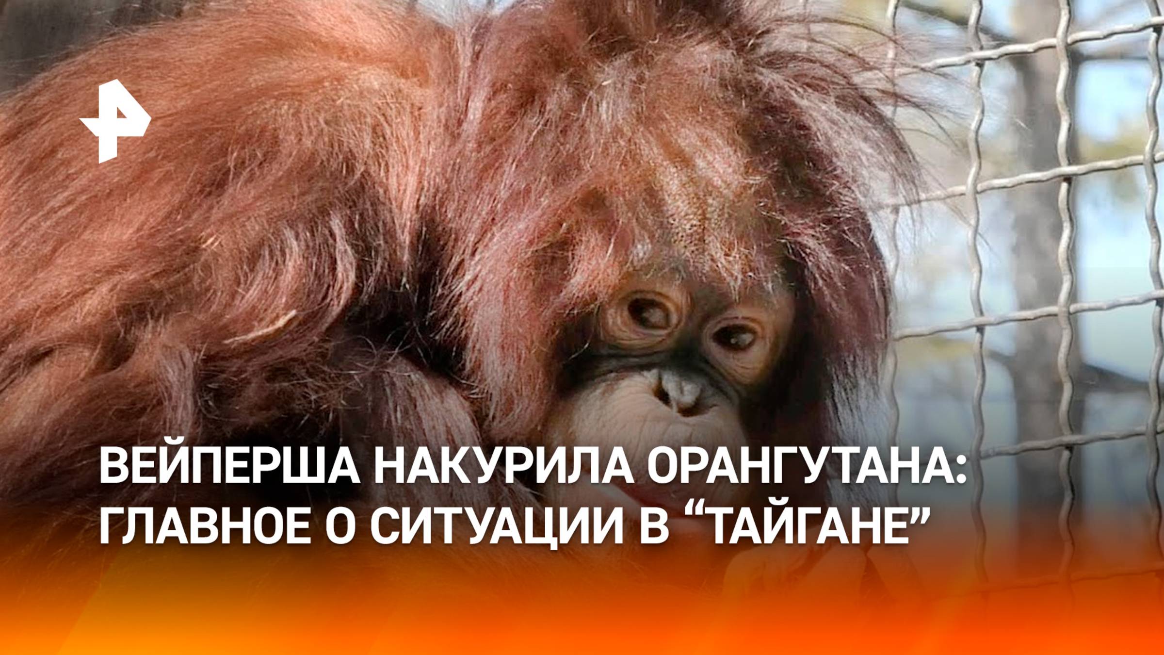 Посетительница парка "Тайган" дала покурить вейп орангутангу: главное о ситуации