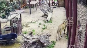 В гости кролик приходил и четверо друзей 01.07.2025
