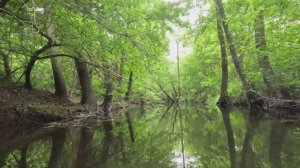 28.06.2025 г. 
На сапбордах 40 км по реке Икорец.