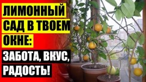 Будет ли плодоносить лимон из косточки 🔔 Как вырастить лимон в домашних условиях из семечек на под