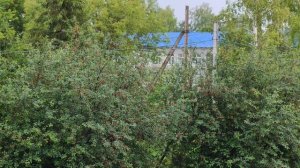 Вишня скоро будет, в деревне идет дождь, деревенский уют