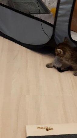 Аллергия на кота