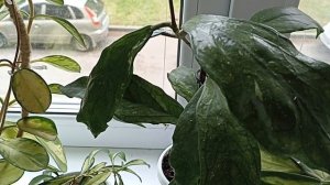 Комнатные Растения На Кухне В Июле
