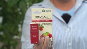 Устраняем плодожорку на яблонях
