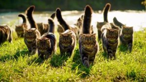 Генгста коты