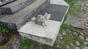Кот на даче)