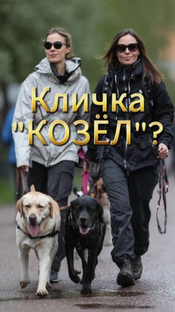 #юмор Встретились собаководы